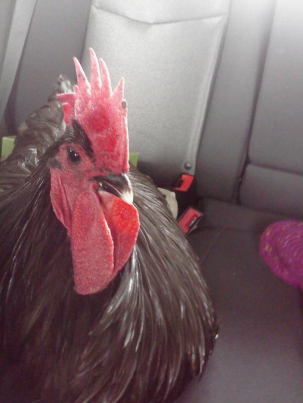 Backseat Rooster
